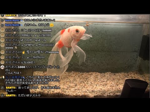 世界初！金魚（ギンブナの銀ちゃん）に餌やりが出来る生放送　操作方法は動画説明欄を見てね 金魚水槽ライブ