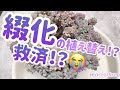 【多肉植物】【ガーデニング】綴化を植え替え！？と思ったら救済