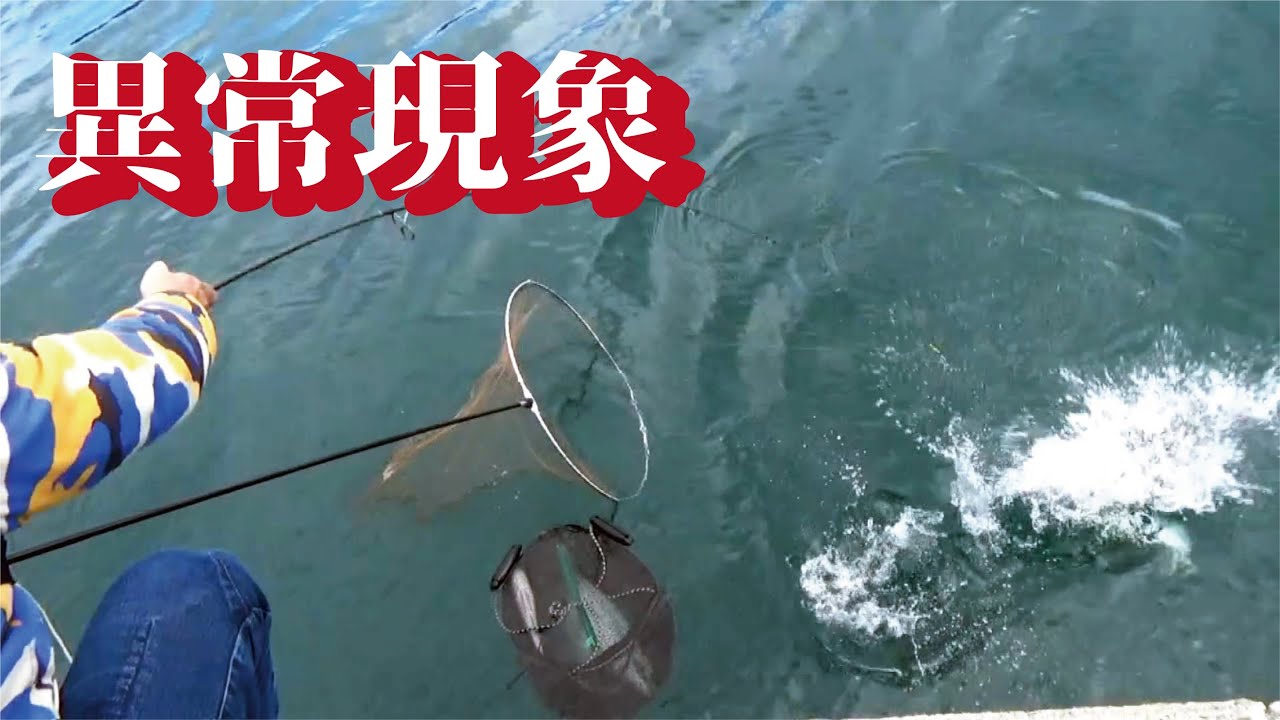 港内が異常すぎ！アホほど釣れる大型魚の現象に一同騒然