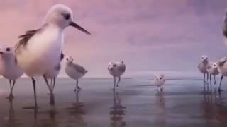 PiPer - So Cute Bird