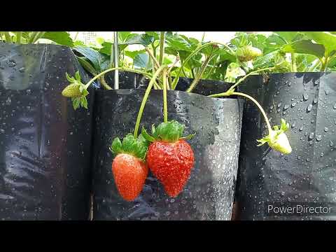 וִידֵאוֹ: Albion Strawberry Info - גידול וטיפול בצמחי תות Albion