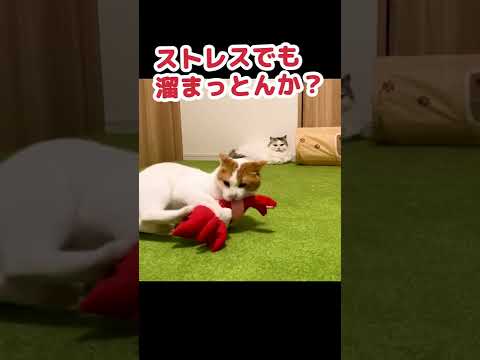 オモチャの遊び方がだらしなさすぎる猫 #Shorts