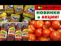 В 🚦СВЕТОФОРЕ снова АКЦИИ на ПРОДУКТЫ ‼️НОВИНКА Свежие ПОМИДОРЫ🍅