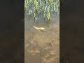 Beaver Fork Lake is full of turtles!!! #turtles #turtle #arkansas #lake #fishing #viral #viralvideo