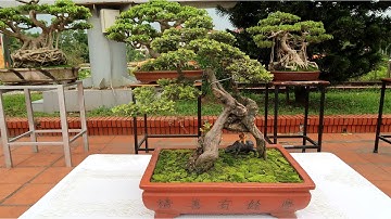 Nhiều tác phẩm đẹp đến tham dự triển lãm bonsai cây cảnh Bắc Ninh 2017