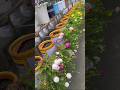 🌸 Amazing Hanging Moss Rose Flowers in Buckets | Colorful Garden Transformation #shorts
