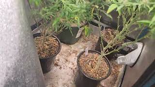 Opulent System 2x2 grow space | Flower to harvest Ep 1