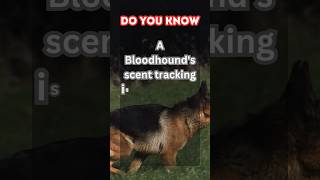 On the Scent of Justice: The Trusty Bloodhound Witnesses #shorts #animalfacts #youtubeshorts