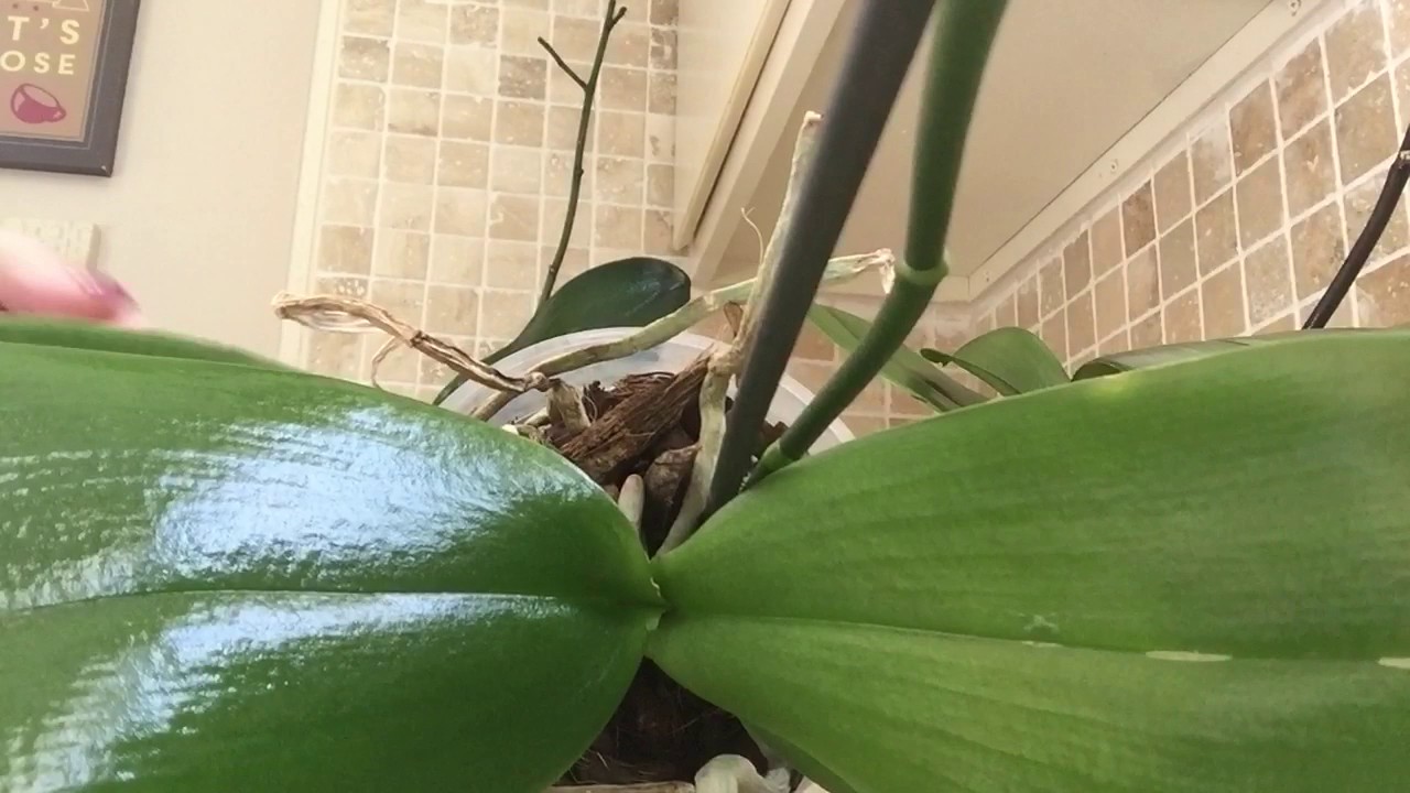 Orquideas y mayonesa