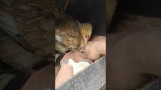 murgi ka anda #murgi #pets #animals #chicken