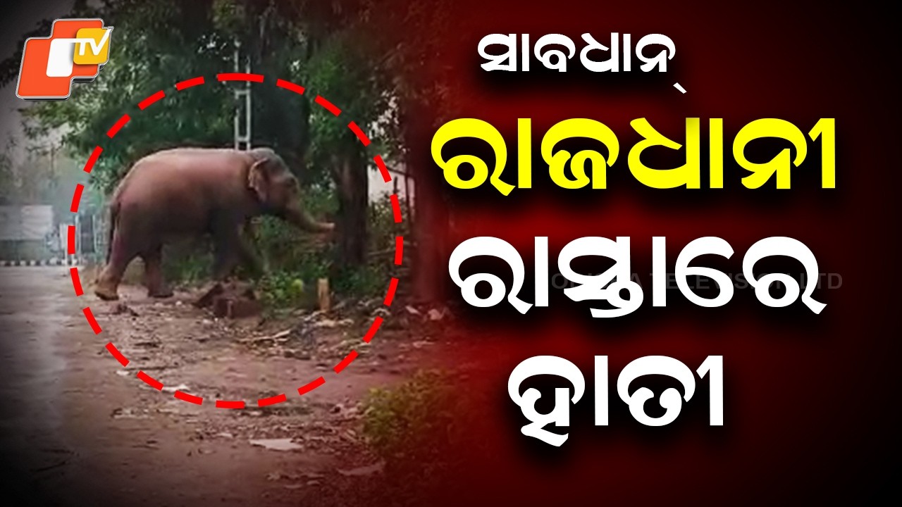 Makhna Elephant Spotted on Bhubaneswar Roads, Triggers Alert