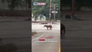 Horse stands in flooding in Missouri