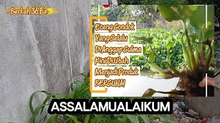 Memanfaatkan Eceng Gondok Sebagai Pupuk Dasar Dan Memanfaatkan Lahan Yang Ada