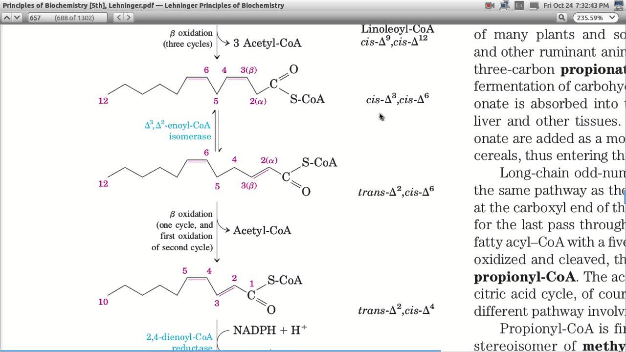 oxidation of poly unsaturated fatty acid YouTube