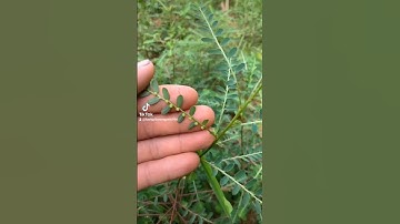 CÔNG DỤNG TỪ CÂY DIỆP HẠ CHÂU