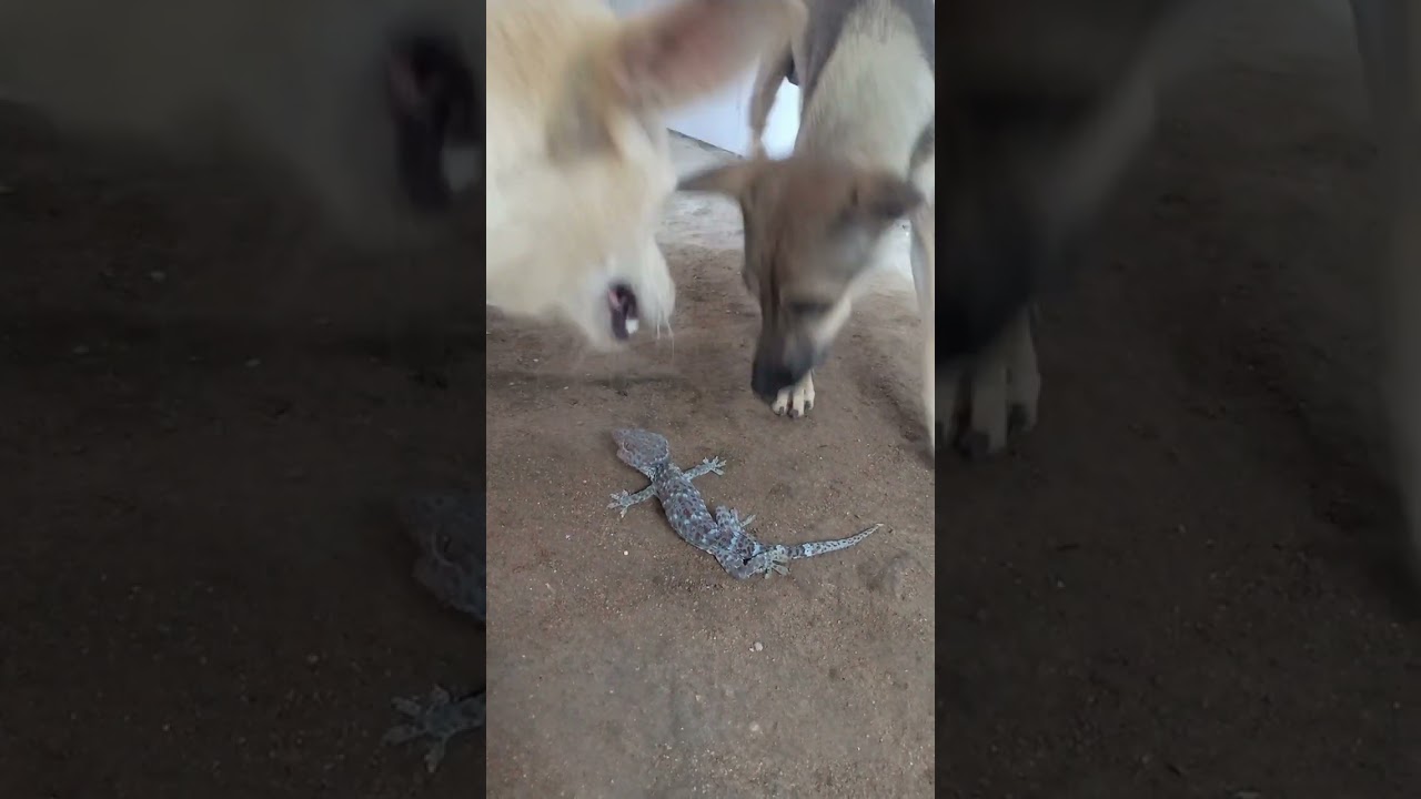 Gecko VS Dog 😜😜😜😜😜😜😜😜😜😜😜😜