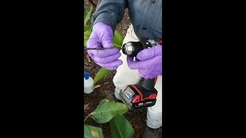 Injecting Palms, part 13 - Drilling Methods for Stinger Needle