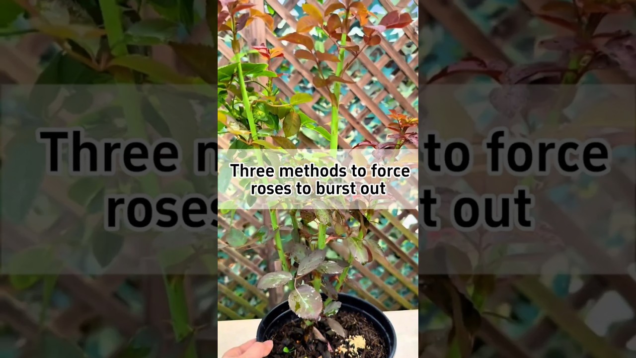 Tree Methods To Force Roses To Burst Out 🌹 
