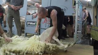 Southern Shears 2017 Shearing