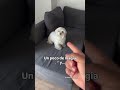 De Nube Con Patas A Pequeña Princesa Maltese Amorperruno Cute Queen Bichonmaltes