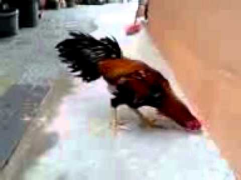 Ayam Laga Terbaik(Qaib Thai) - YouTube