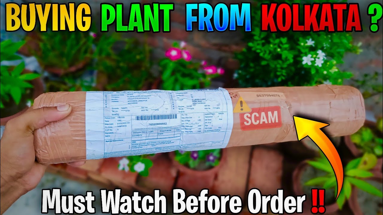 Kolkata Nursery से Plant खरीदें? 🌿 Bougainvillea Plant Unboxing & Honest Review |Online plant order 