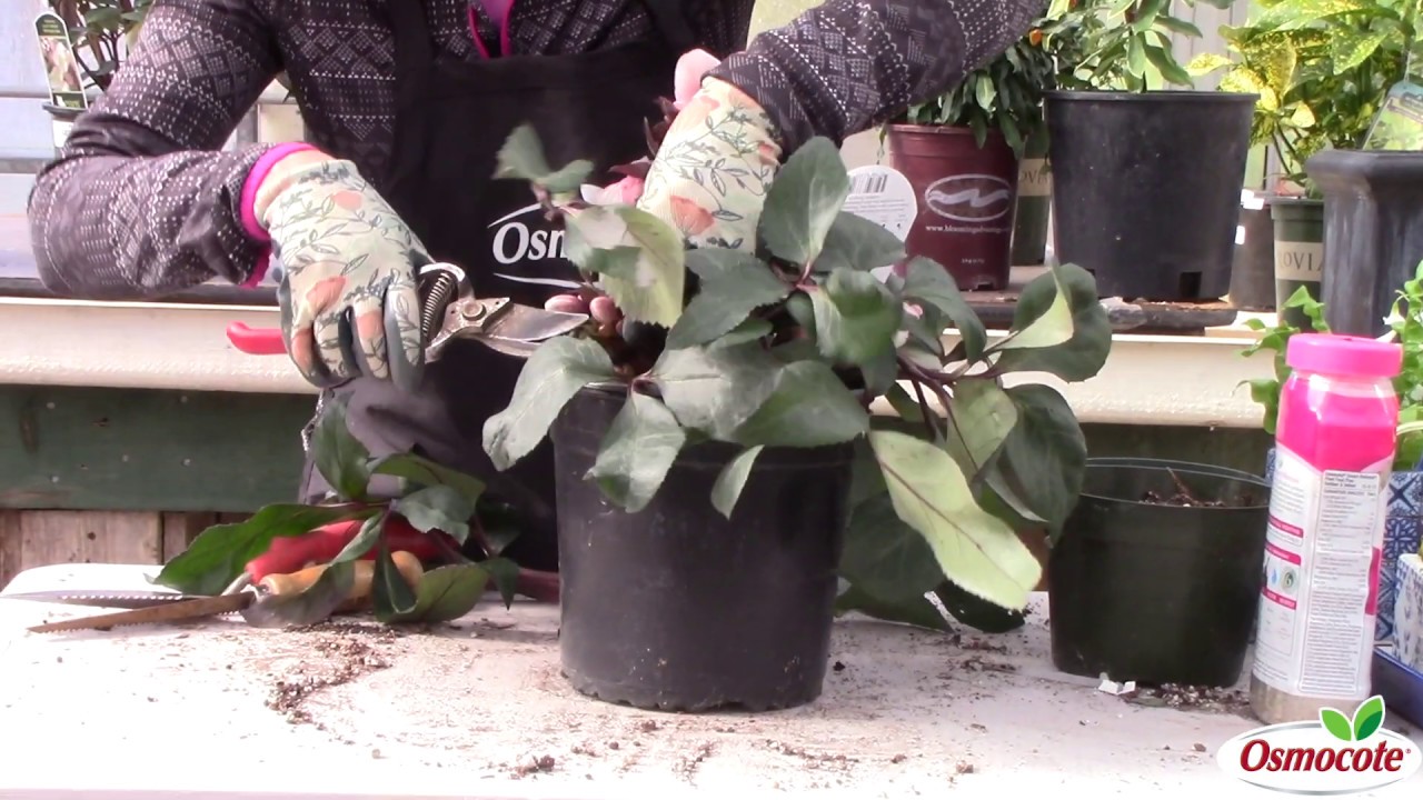 How to Prune Hellebore Leaves for Beautiful Blooms YouTube