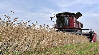 Pologne, Hongrie et Slovaquie s'oppose à l'UE sur les céréales ukrainiennes