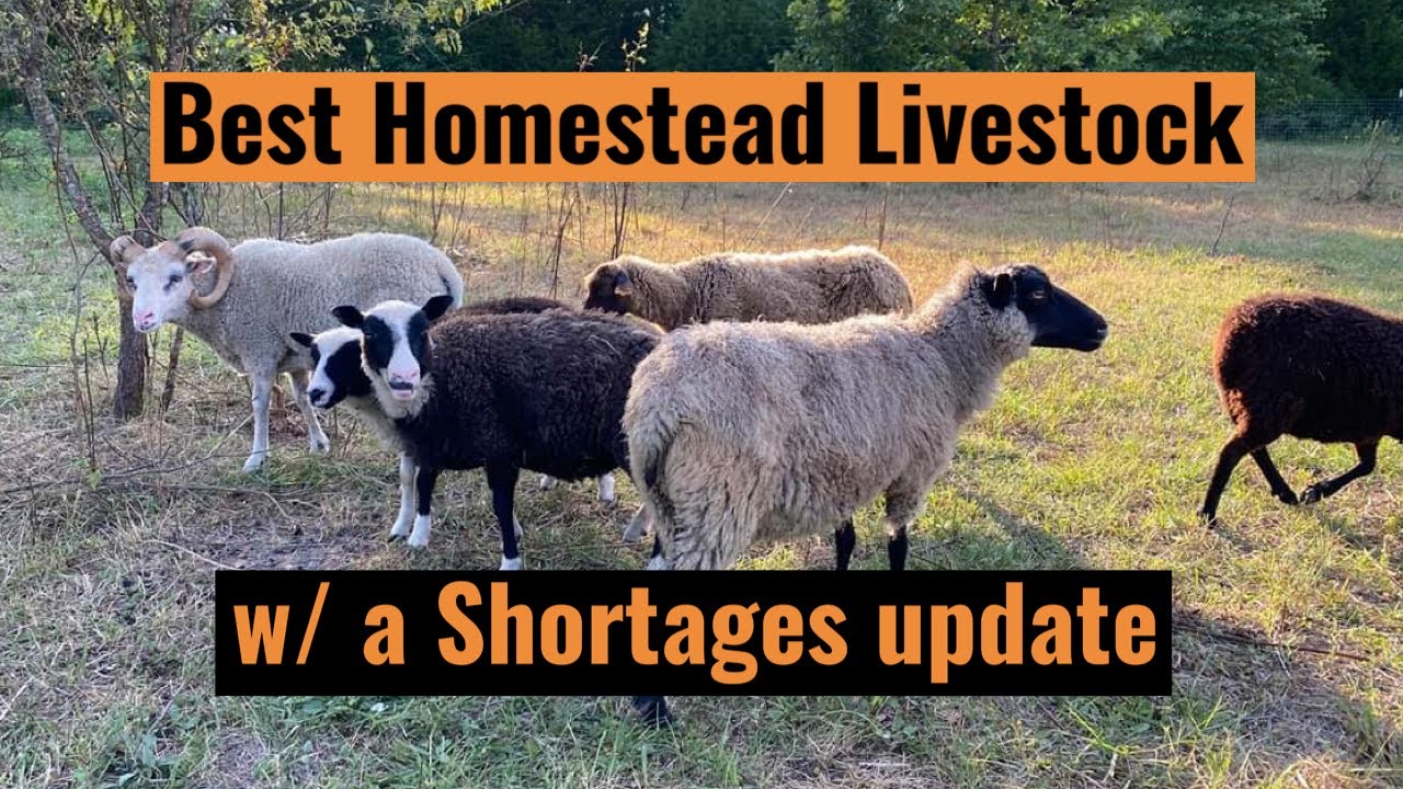 Best homestead livestock w/ shortages update