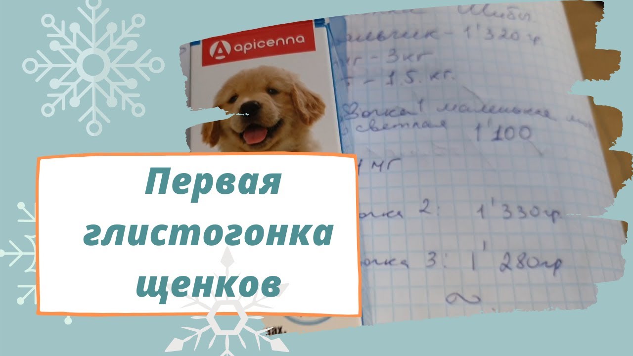 За сколько нужно глистогонить собаку до прививки. Глистогонка щенков схема. Глистогонить щенка схема. Первая глистогонка у щенков. Глистогонка для собак.