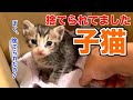 子猫が捨てられてました