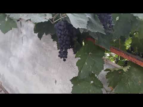 ფერისცვალებას გილოცავთ