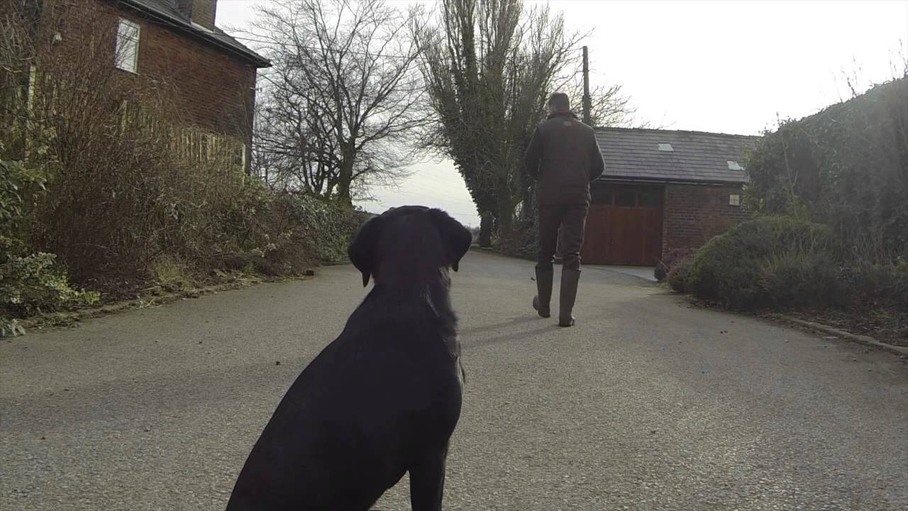 Teaching a Labrador to retrieve small cold game - Gundog Training ...