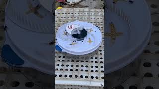 ✅ Automatic Rechargeable Insect Flycatcher — Best Indoor Bug Trap & Fly Catcher 2026 ( # 3137 )