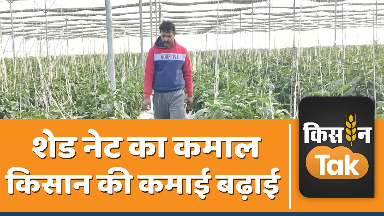 Net House Farming का कमाल, किसान ने शिमला मिर्च की खेती से लिया 5 लाख