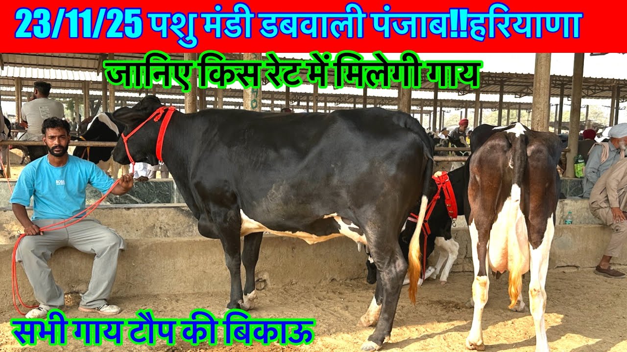 23/11/25 पशु मंडी डबवाली पंजाब हरियाणा की ज़बरदस्त गाय,भैंसों की मंडी आजकी सभी गाय बिकाऊ 