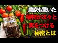 【枯れかけの植物がよみがえる】植え替え直後に“あるもの”を一度注ぐだけ ― 数十円でできる魔法の水の正体| 空海の教え
