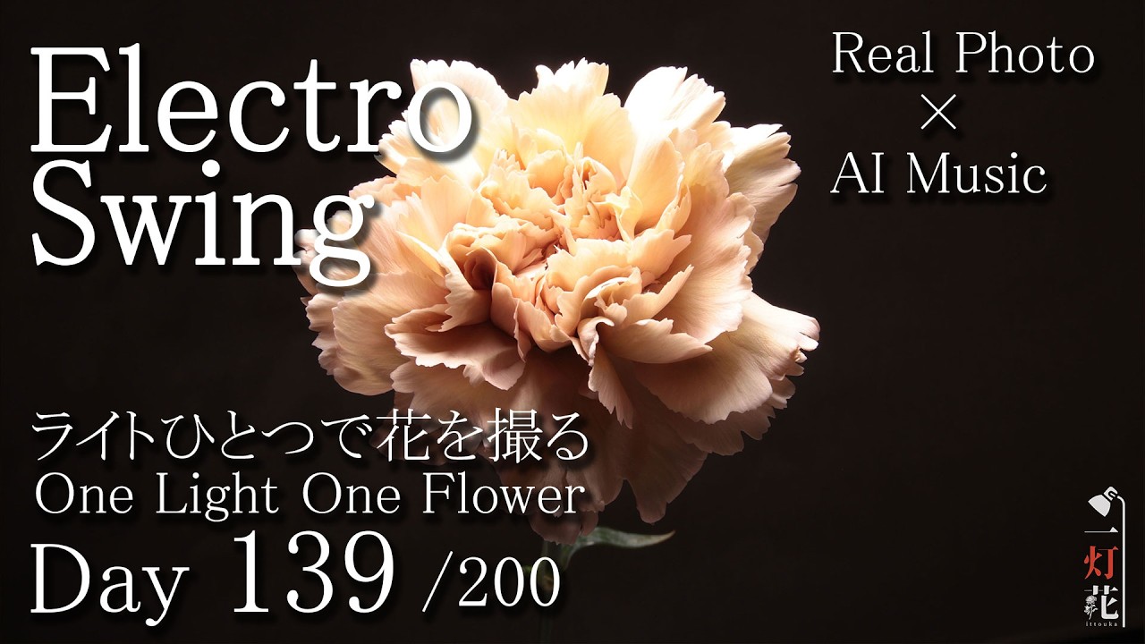 Electro Swing》carnation| Flower Music ｜ 一灯花 -139