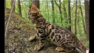 Gassi gehen mit unserer Bengalkatze im Wald