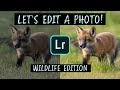 My Editing Workflow! Adobe Lightroom Tips and Tutorial (Cute Animals Not Included)