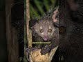 Мадагаскарская многоножка или ай-ай: секреты уникальных существ #животные #факты #природа #шортс