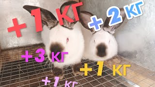 Рост кроликов/Разведение и содержание породистых кроликов.