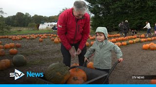 Pumpkin supply fears due to high demand and poor weather conditions