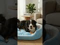 Apne Dog Ke Liye Best Bed Kaise Chunein? | Holi Special Discount on Dog Beds #holispecial #pets