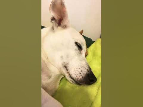 Собачка спит) - YouTube