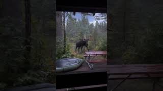 Curious Moose Walks Into Campsite