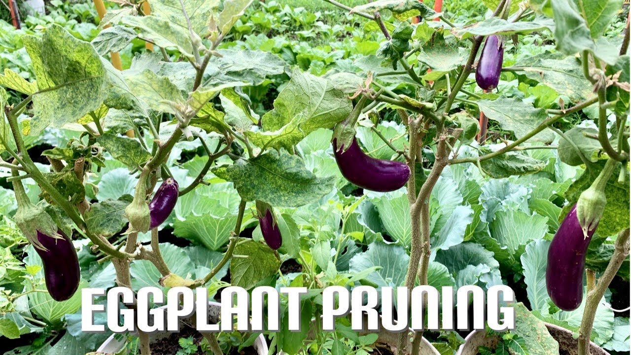 How To PRUNE EGGPLANT in Garden from Cutting Daily Life and Nature