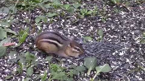 Entertain Your Cat With Audio Visual Catnip- August 2016