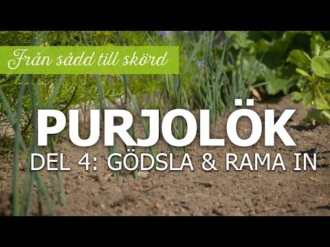 Video: Purjolök - En Värdefull Medicinalväxt