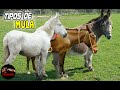 RAZAS MULARES – Mulas de paso Fino – Burros y caballos híbridos